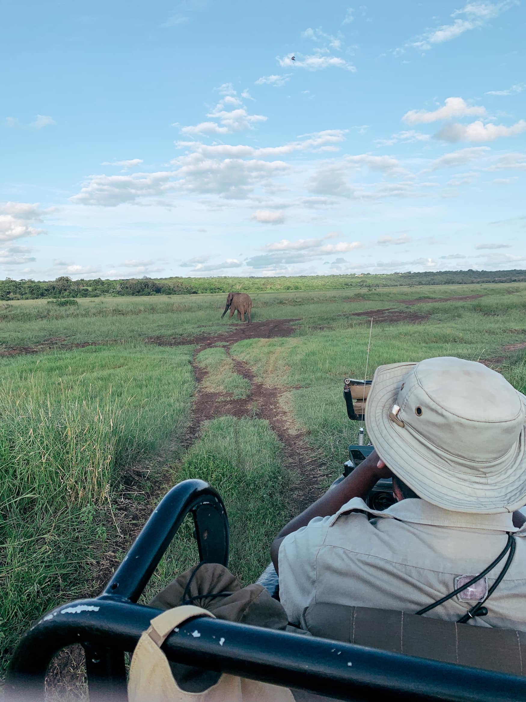 Elefant spaziert durch südafrikanische Landschaft während Safari