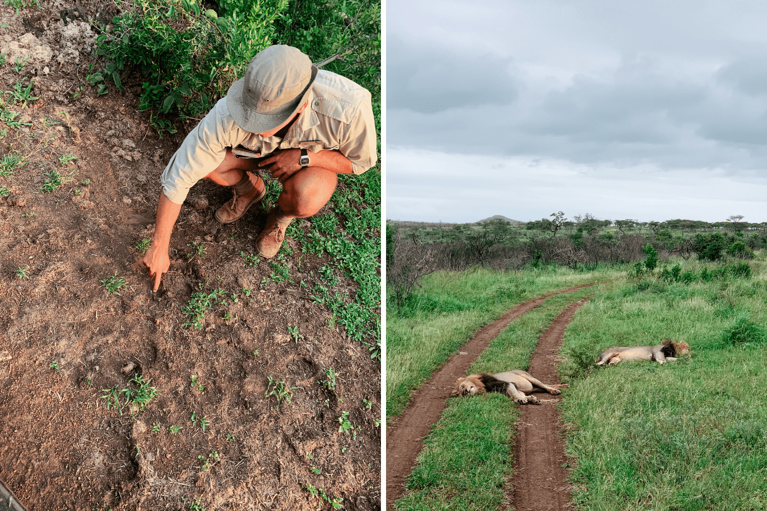Ranger liest Spuren, um auf der Safari in Südafrika Löwen zu sehen