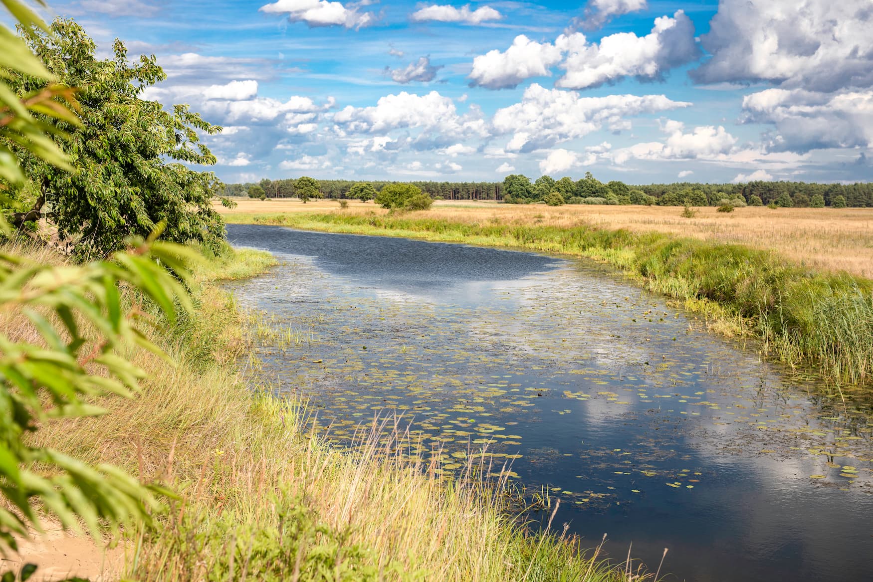Schilf vor dem Warta-Fluss in Polen
