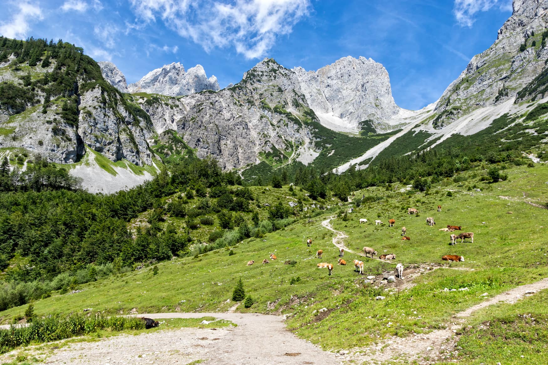 Kühe auf Wiese vor Bergkulisse des Kaisergebirges in Österreich