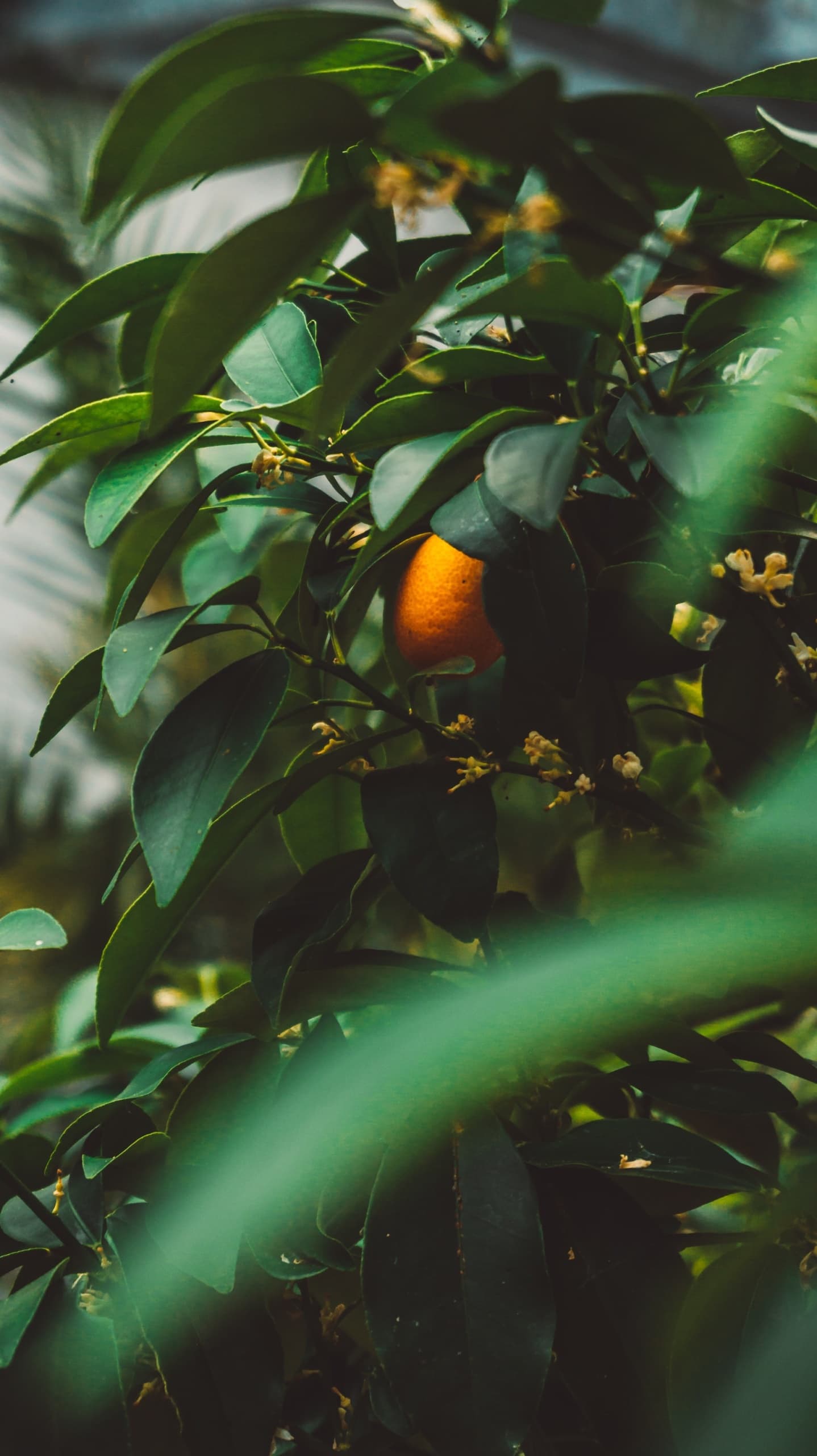 Orangefarbene Kumquats