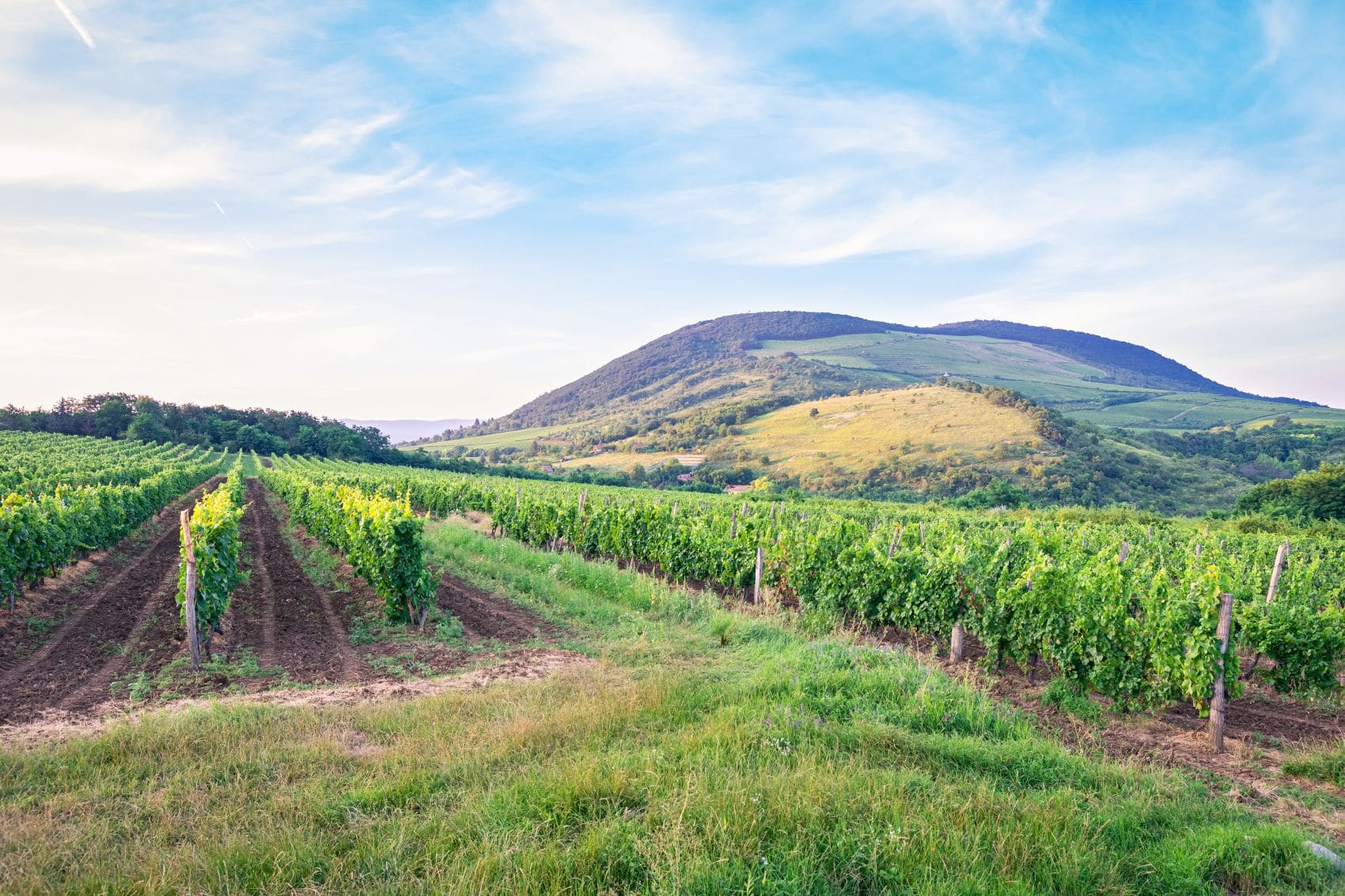 Weinberge in der Nähe von Eger in Ungarn