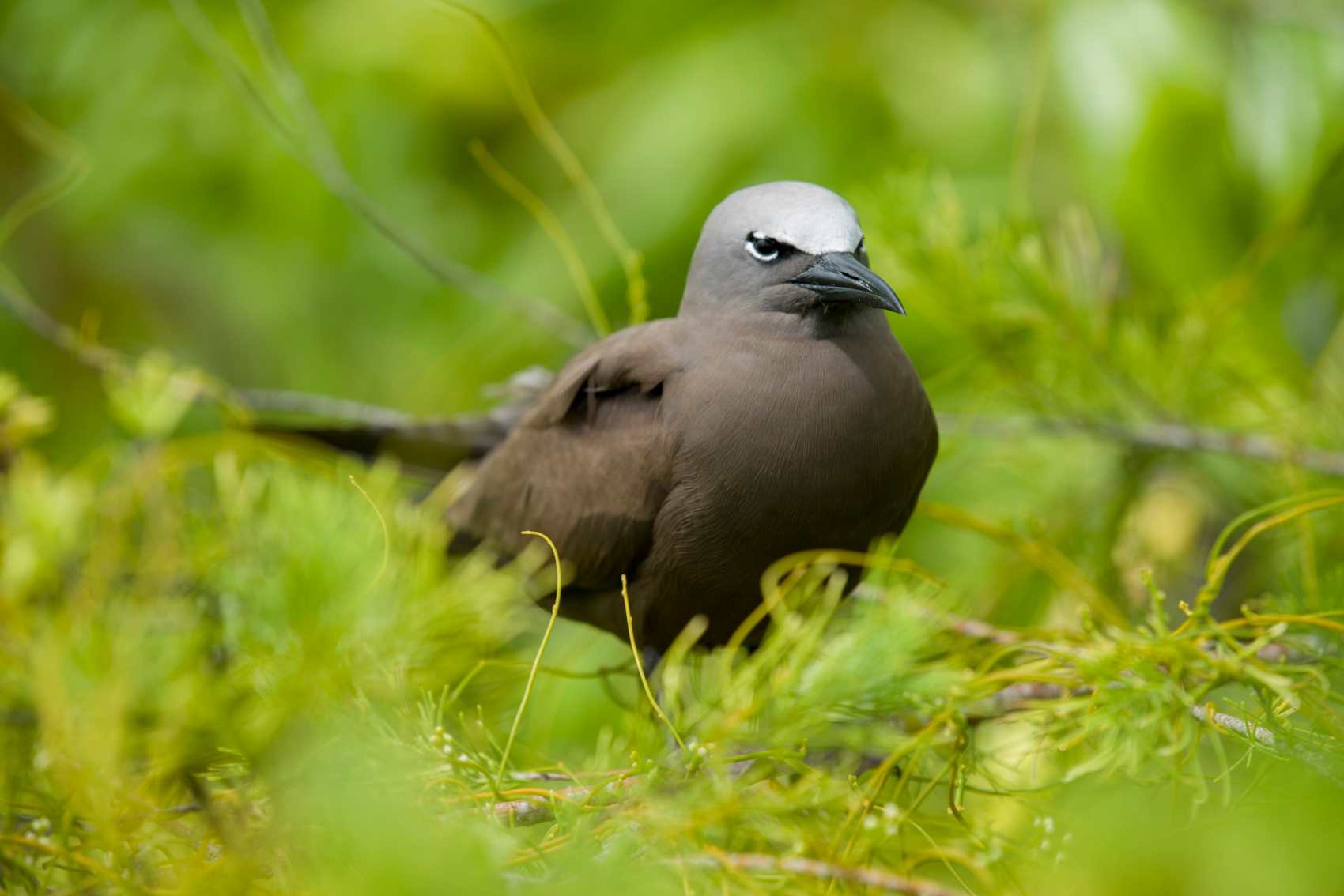 Nahaufnahme Lesser Noddy (Anous tenuirostris)