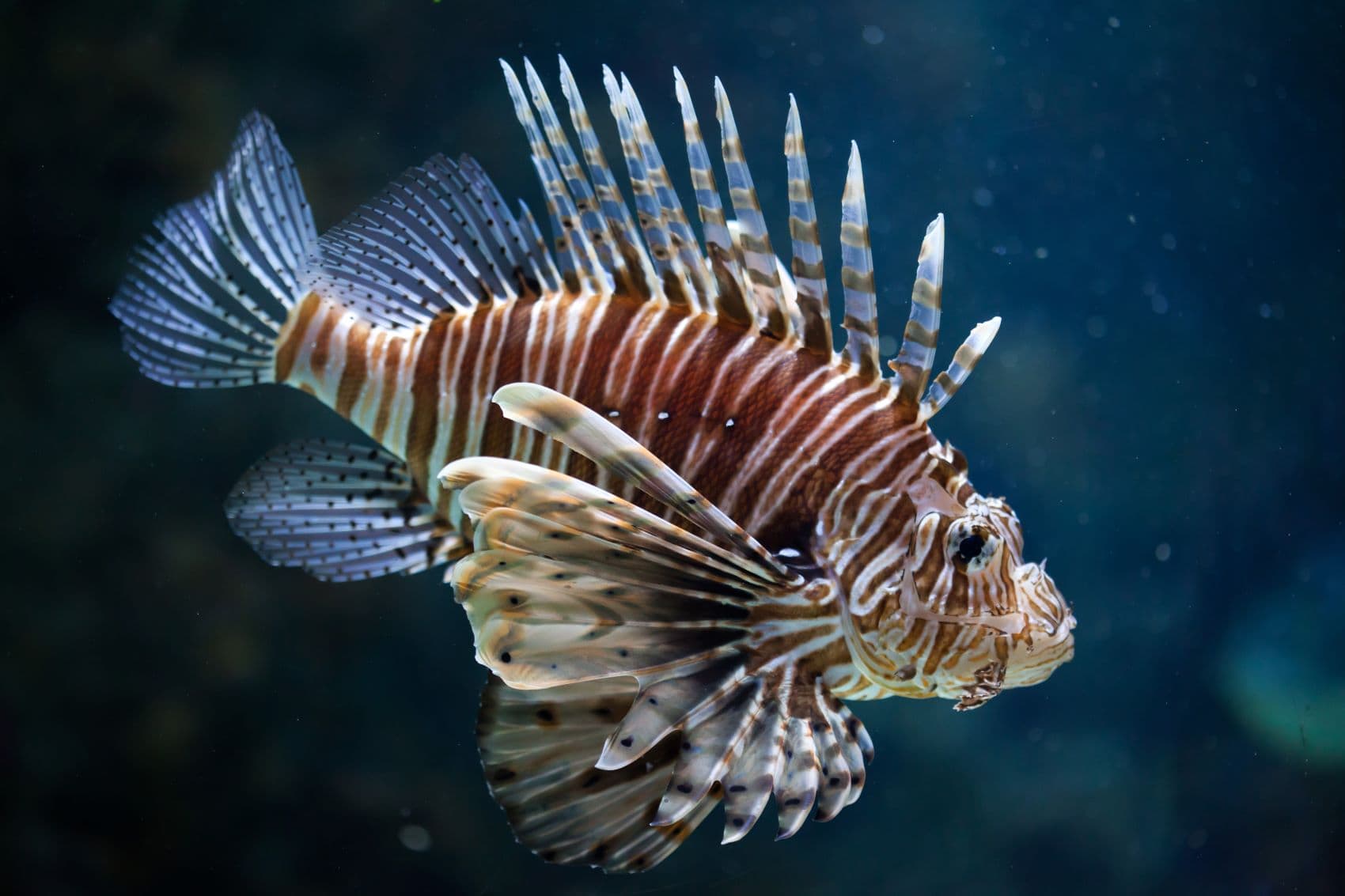 Feuerfisch (Pteroinae) im Wasser
