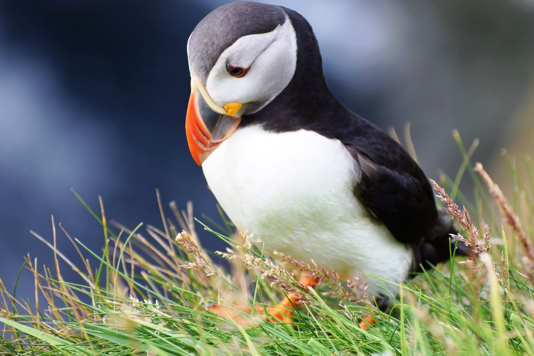 Papageientaucher auf den Shetland-Inseln