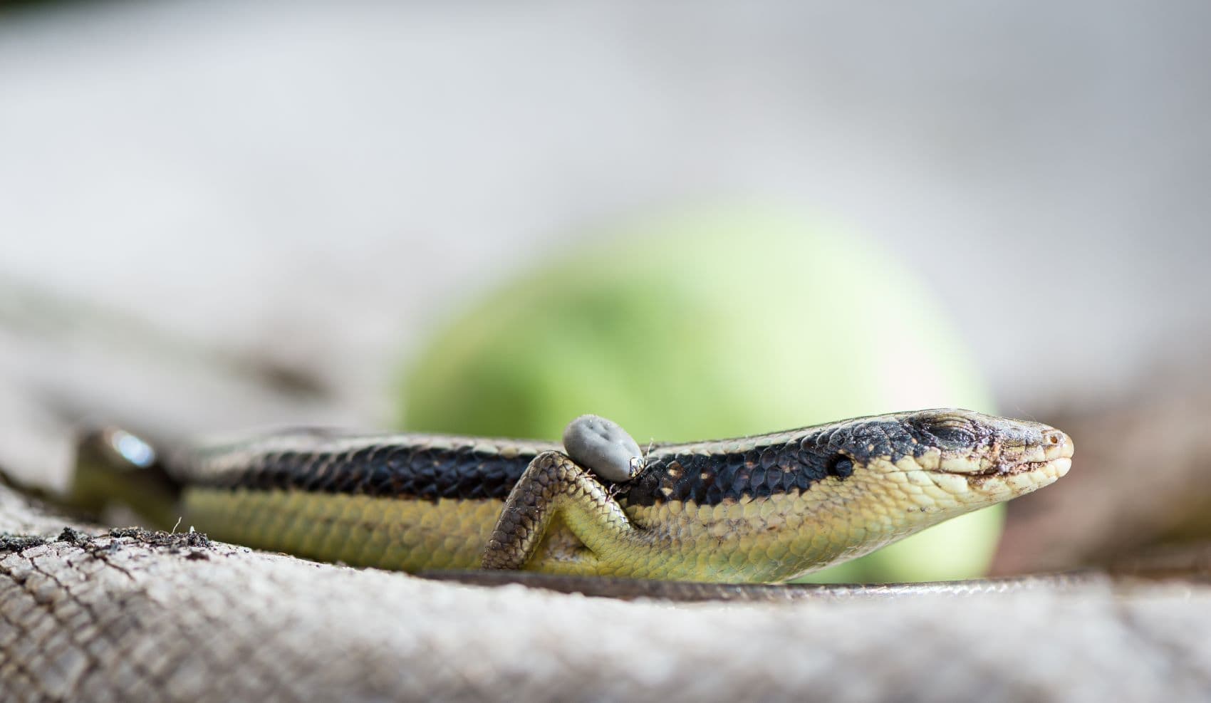 Nahaufnahme Seychellen-Skink (Trachylepis sechellensis)