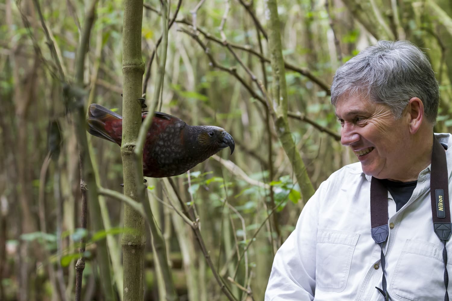Mann beobachten Vogel im Naturschutzgebiet Zealandia in Wellington