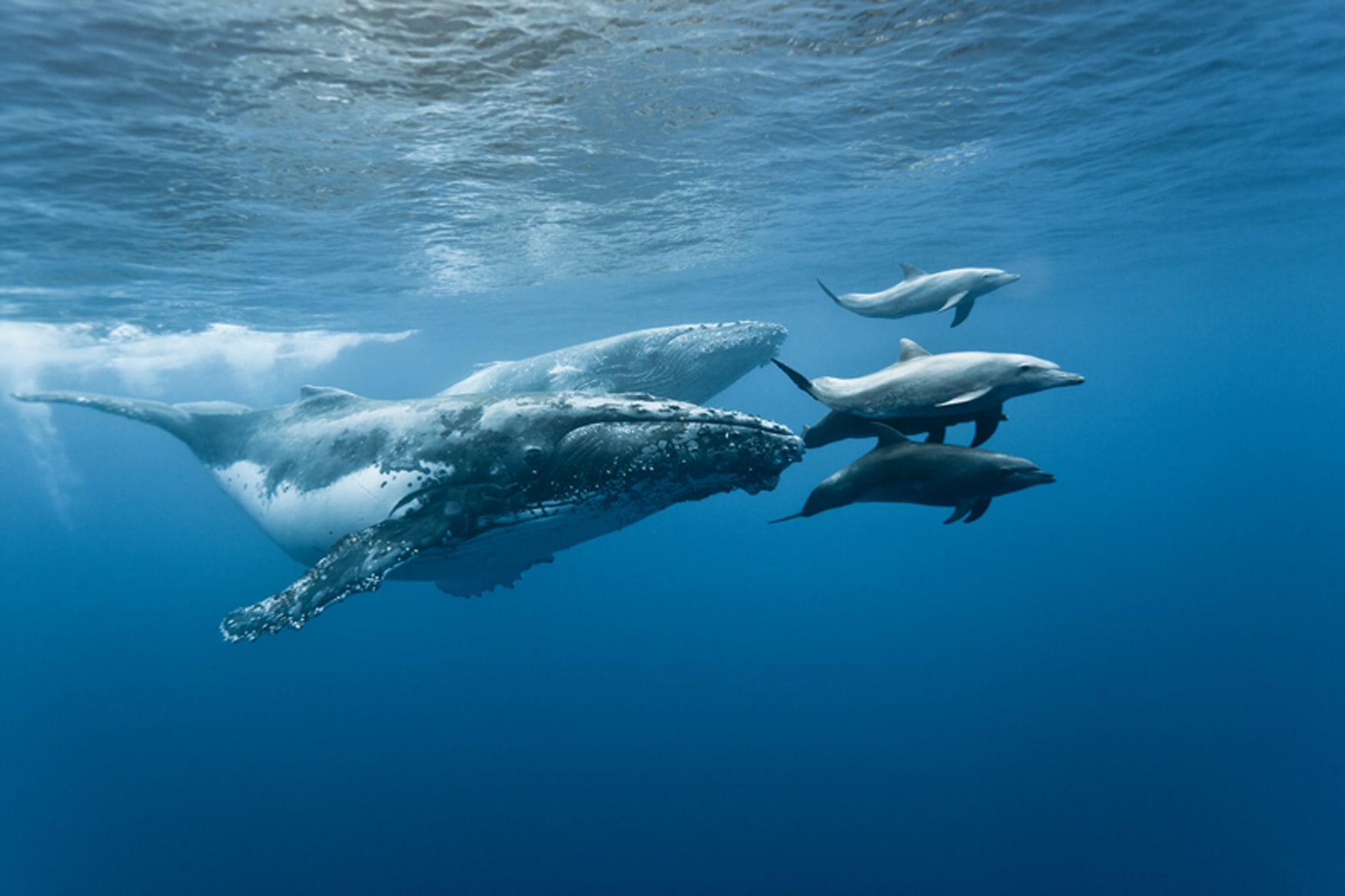 Wale im Réserve Naturelle Marine de l'Ouest auf La Réunion
