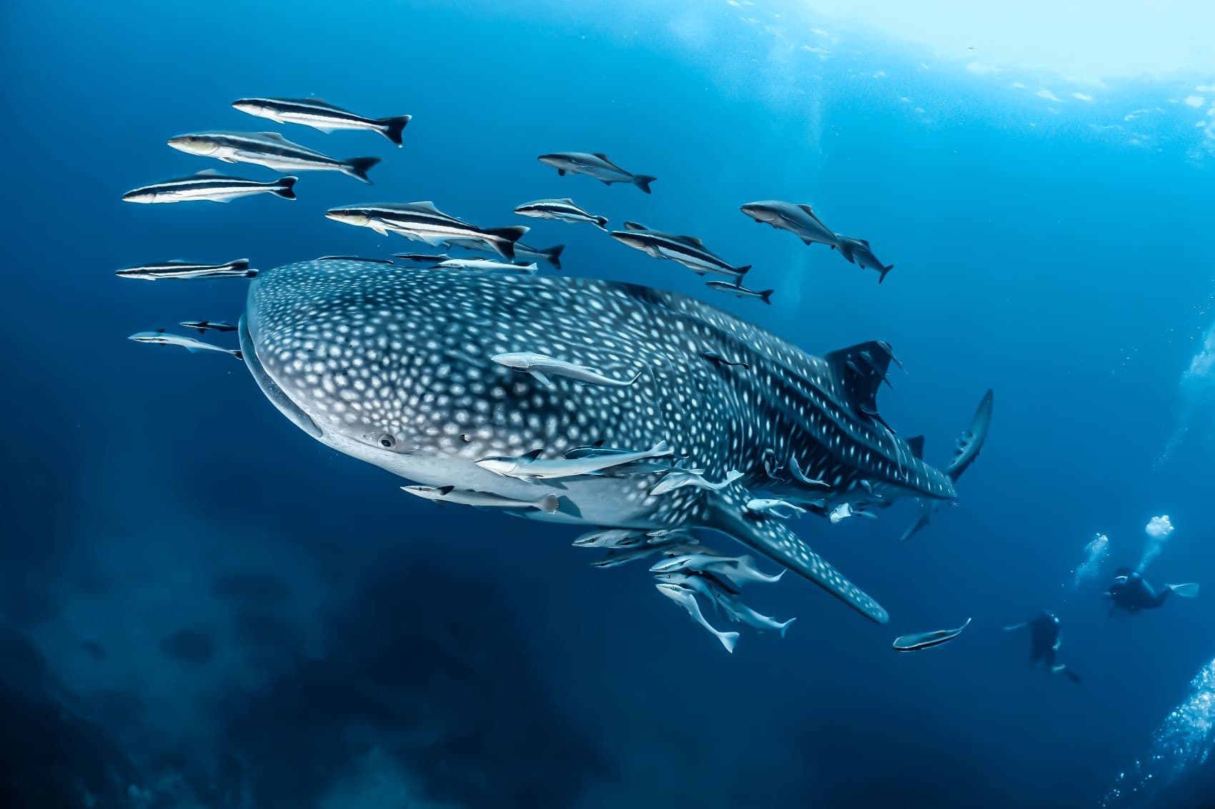 Walhai (Rhincodon typus) und Taucher
