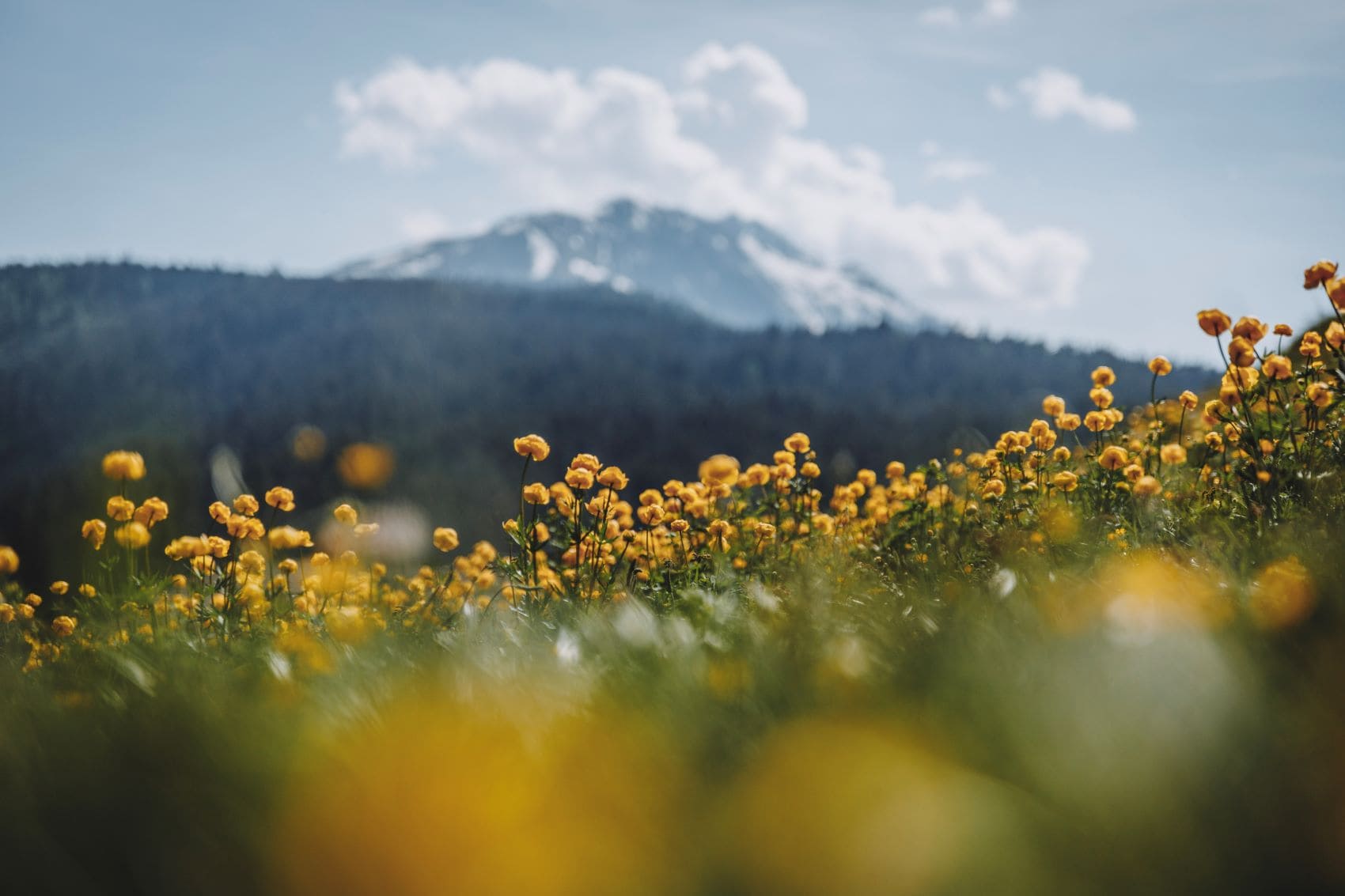 nahaufnahe von blumen in meraner bergen 