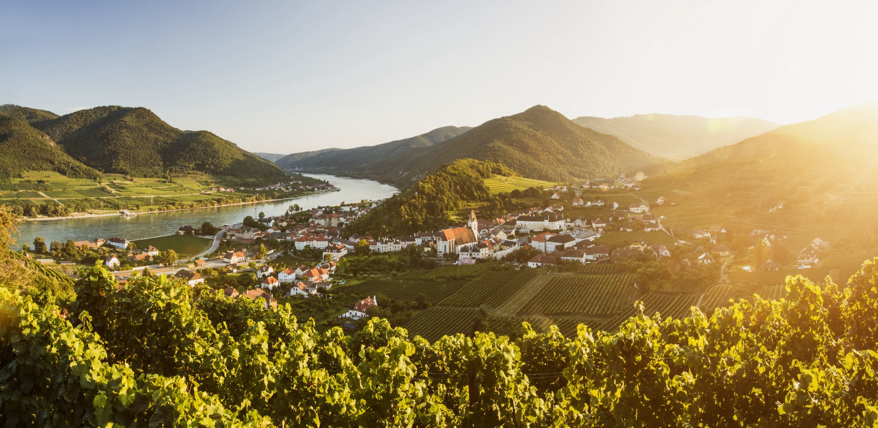 Weinreben vor der Ortschaft Spitz in Niederösterreich
