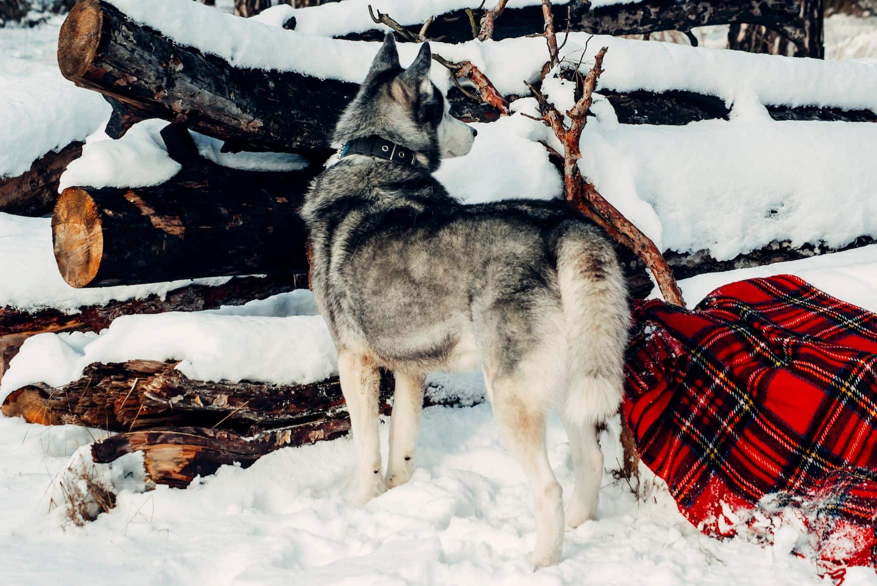Husky im Winter in den Vogesen