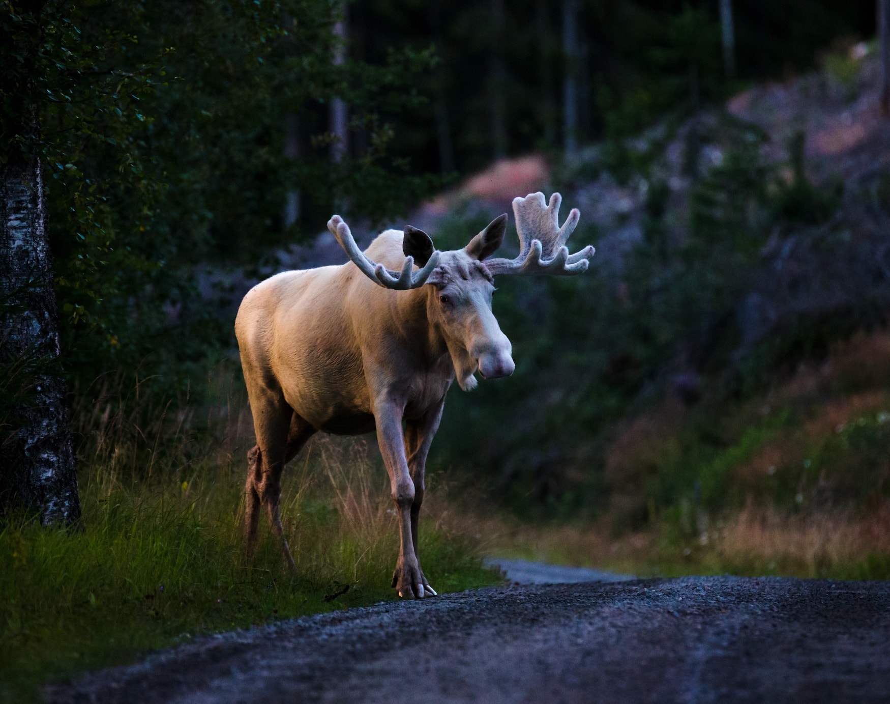 Elch spaziert durch die Natur in Schweden