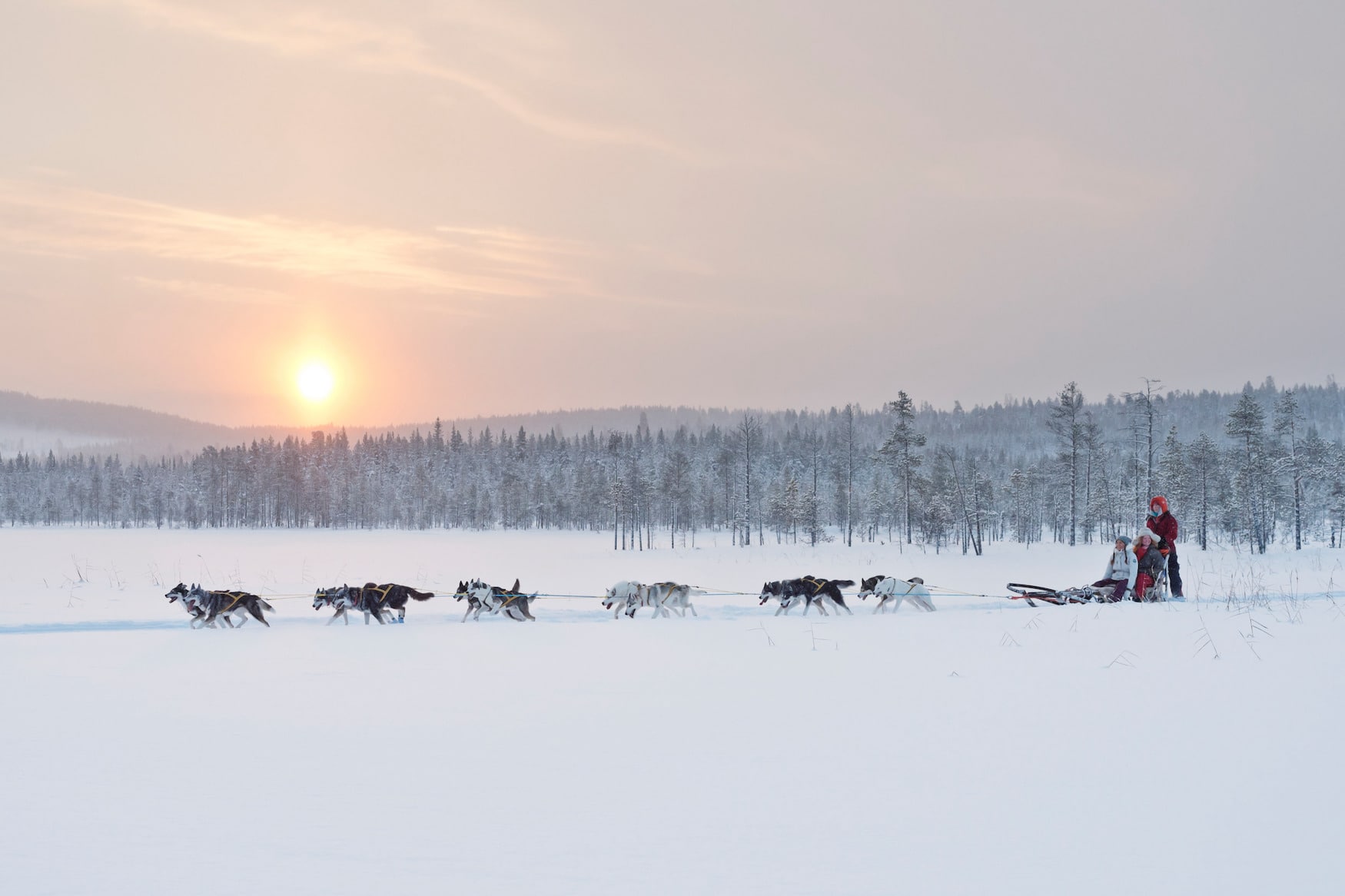 Huskys ziehen Schlitten durch die Natur in Schweden