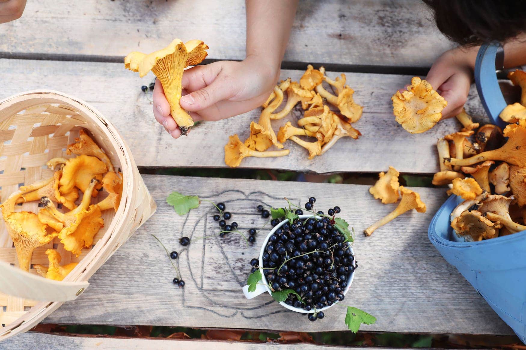 Pilze und Beeren aus finnischen Wäldern