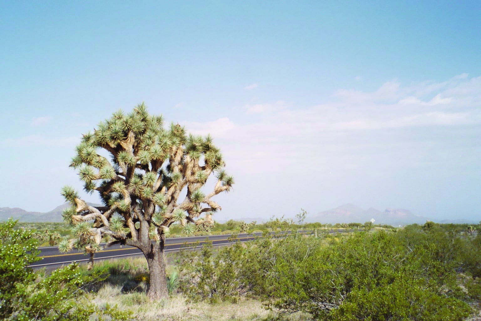 Joshua Tree Forest Parkway in Arizona 