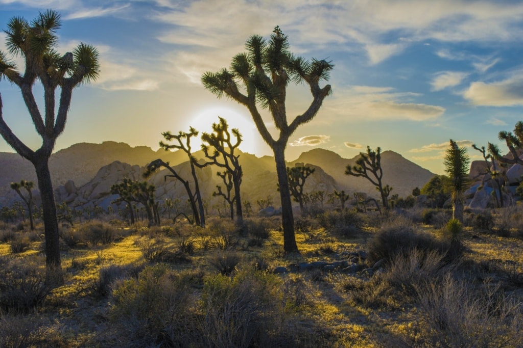 Joshua Tree in Arizona
