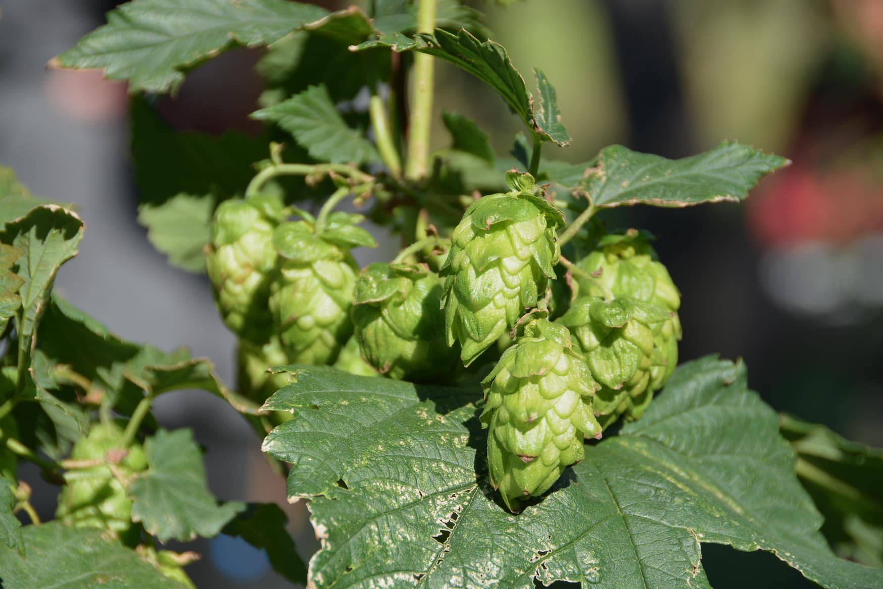 Hopfenanbau in einer Brauerei in Europa