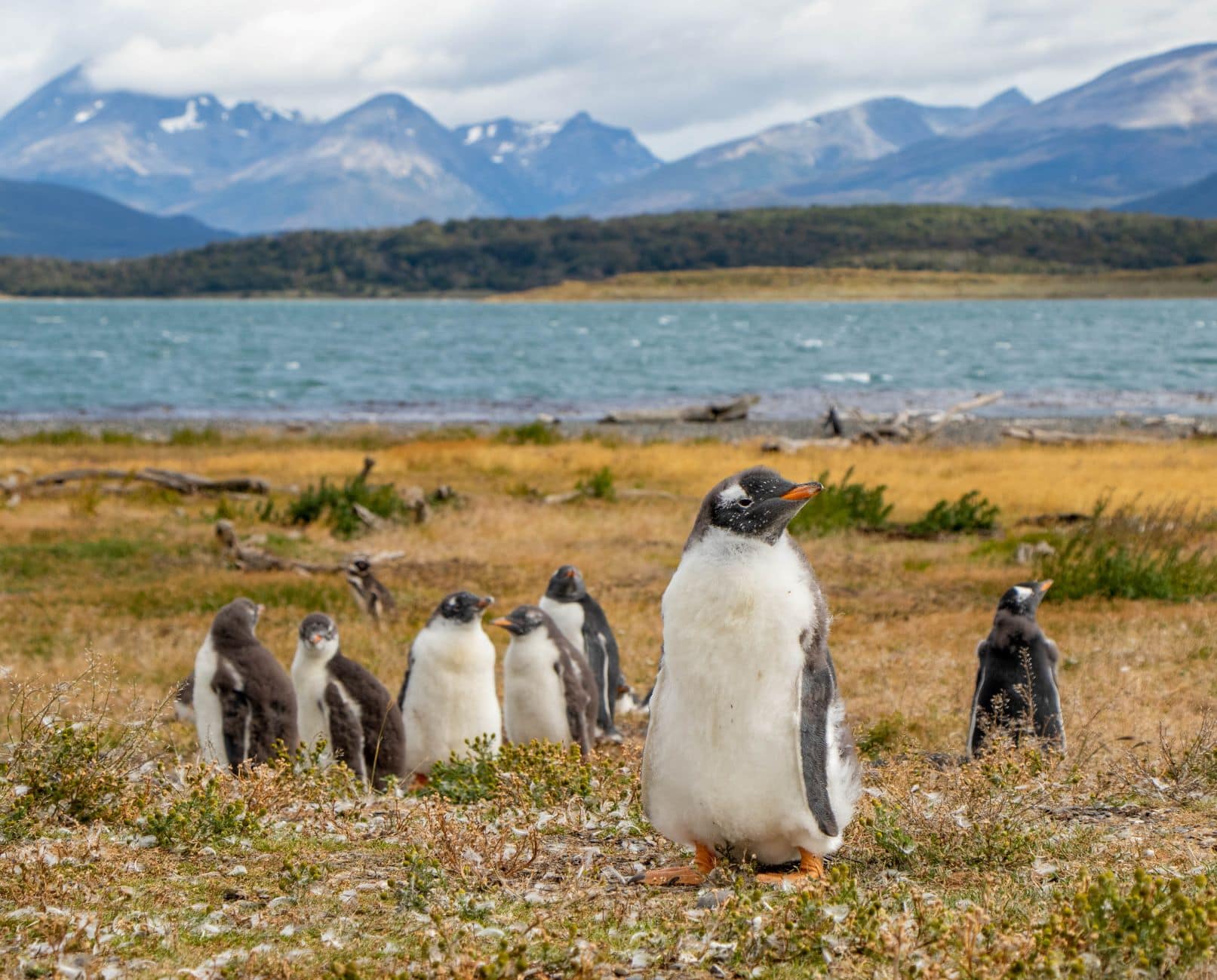 Papua Penguins auf Martillo Island, Ushuaia, Tierra del Fuego