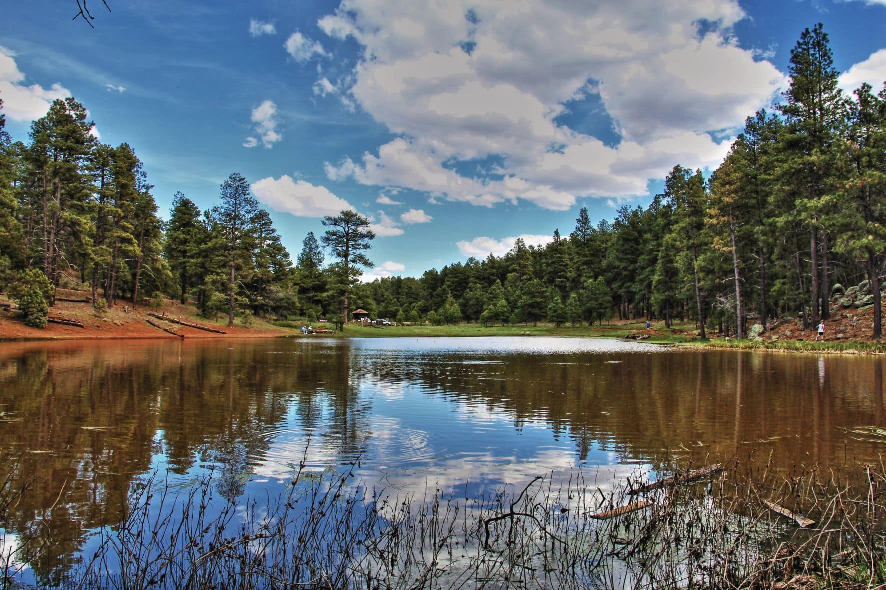 See im Prescott National Forest in Arizona 