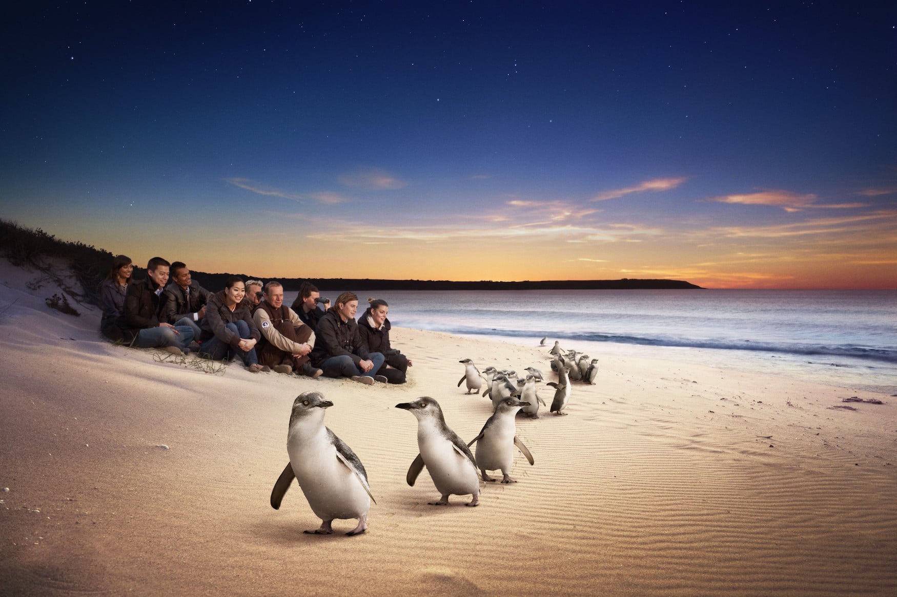 Die weltweit größte Zwergpinguinkolonie am Strand auf Philipp Island in Australien