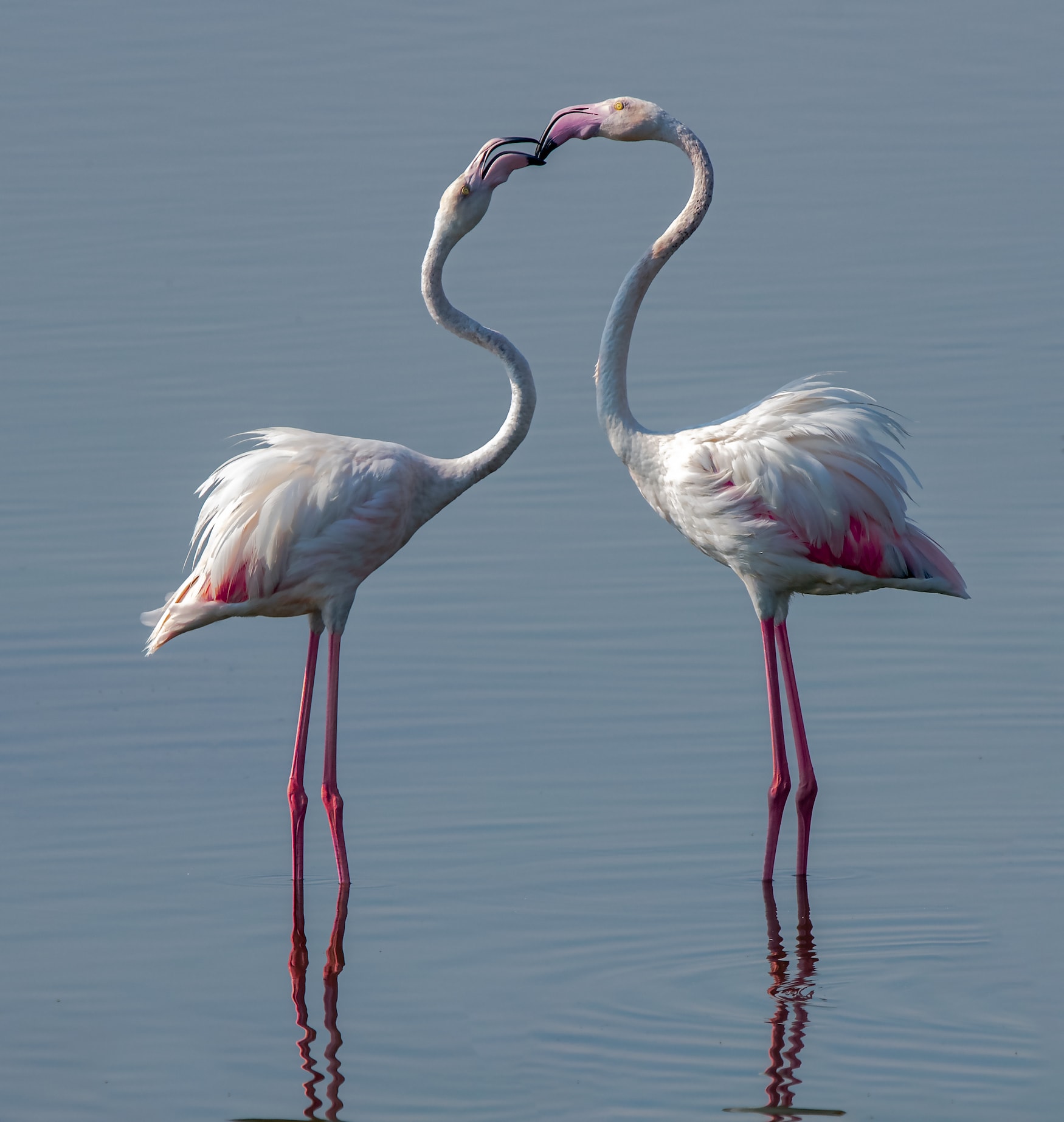 Zwei Flamingos in Katar
