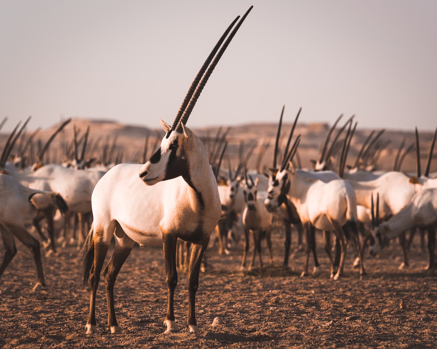 Arabische Oryx in der Wüste von Katar