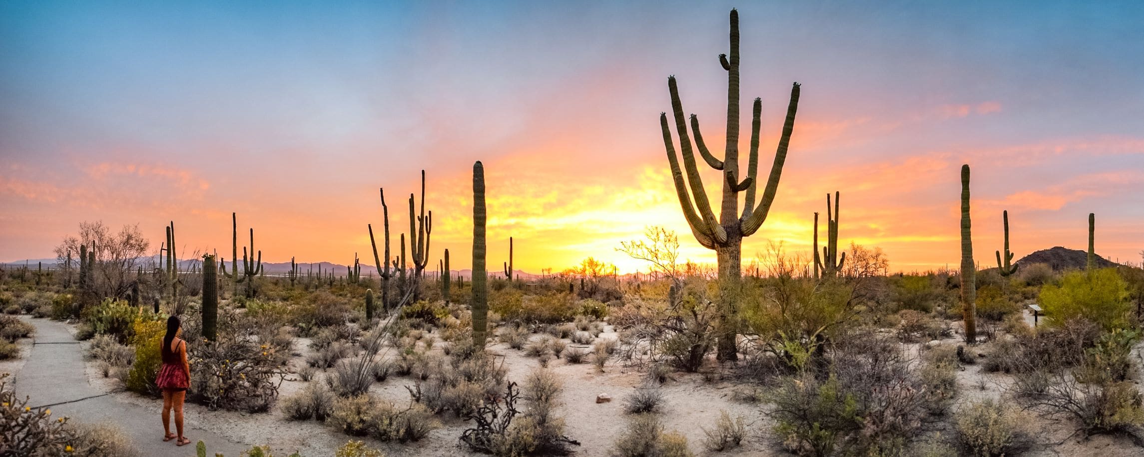Frau vor Riesen-Kakteen im Saguaro National Park