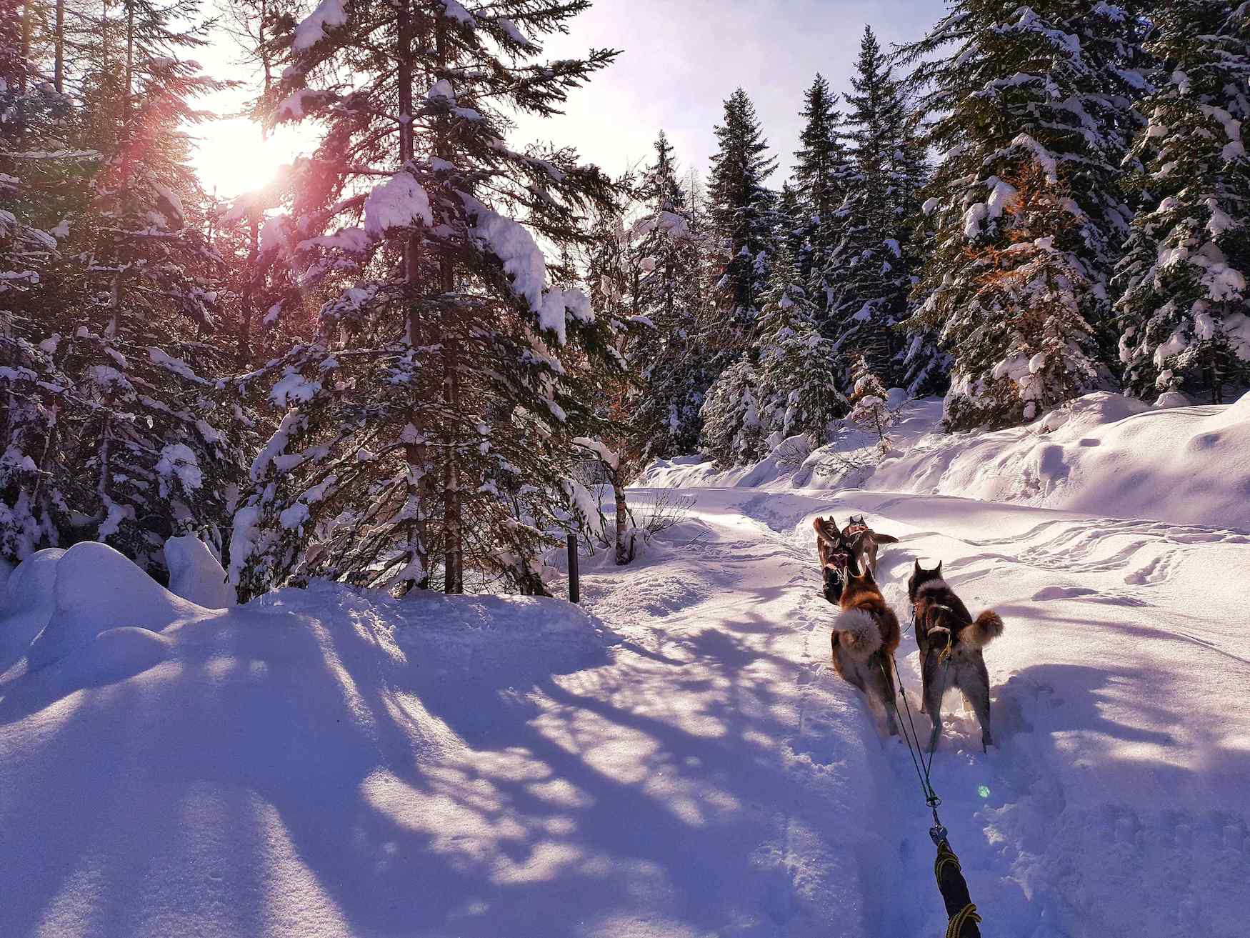 Huskys laufen durch verschneite Winterlandschaft im österreichischen St. Anton