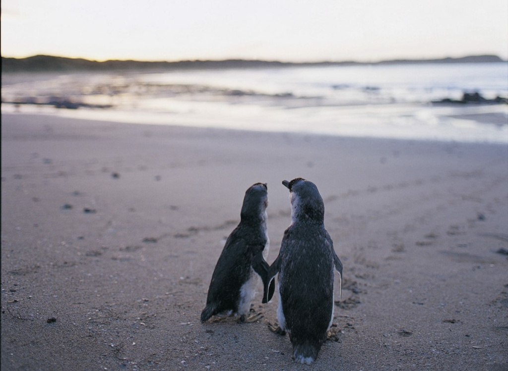 Zwergpinguine im Phillip Island Nature Park