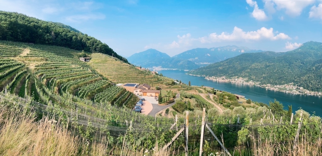 Das Weingut Tenuta Castello di Morcote im Schweizer Kanton Tessin