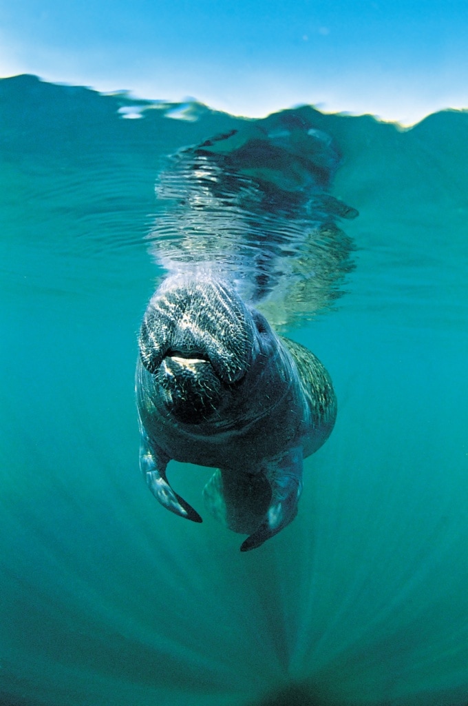Manatee - der Star von Fort Myers