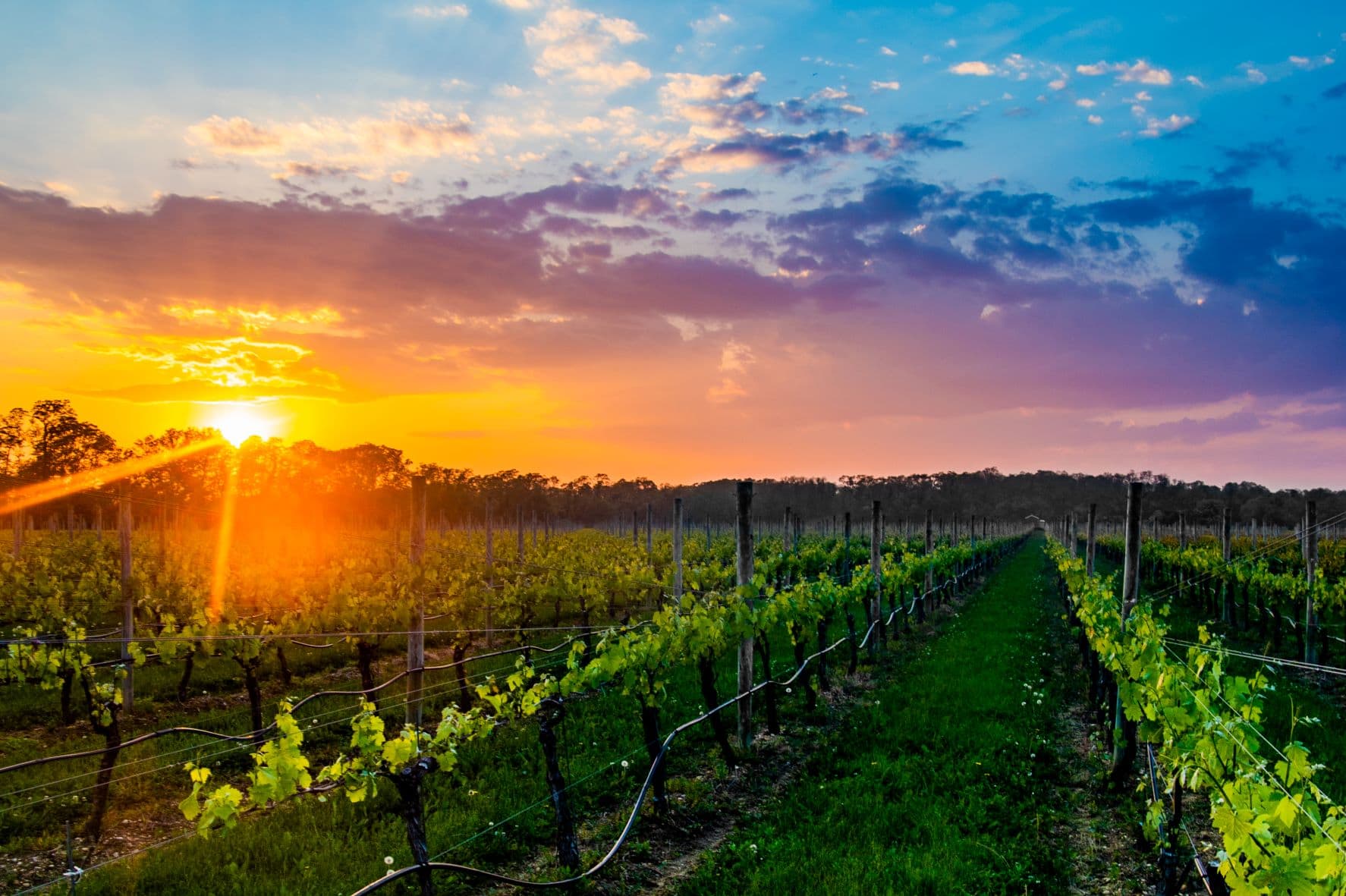 Weingut auf Long Island, New York 