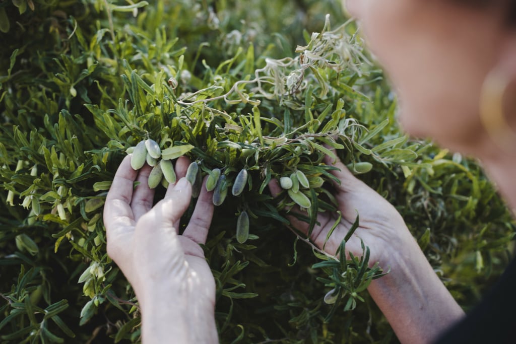 Gräser, die in der traditionellen Bush Food Küche in Victoria verwendet werden