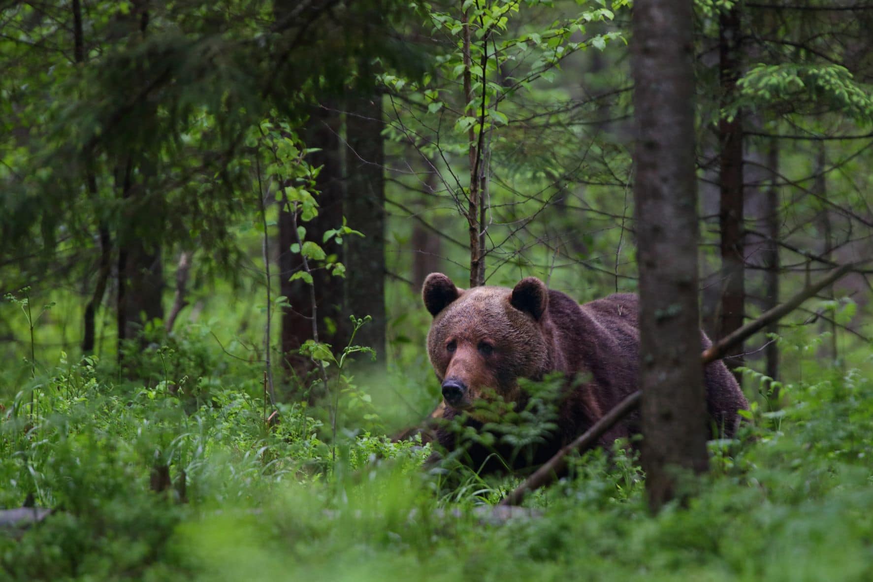 Braunbär im Wald 