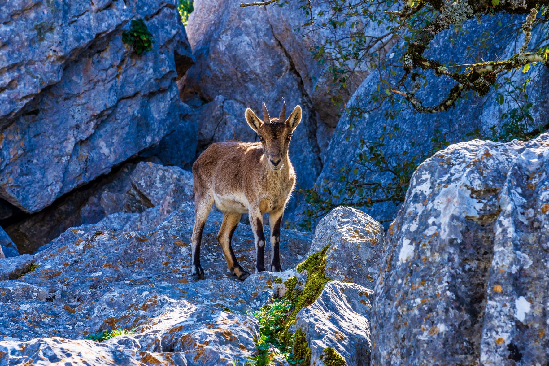Iberien-Steinbock in El Torcal de Antequera bei Malaga