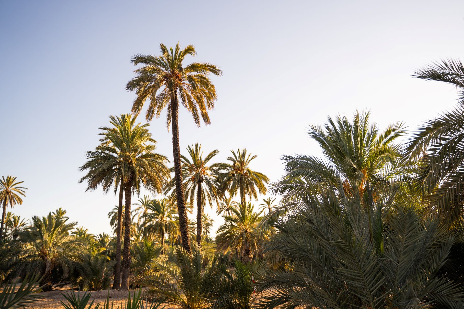 Palmengarten in der Stadt Elche an der Costa Blanca