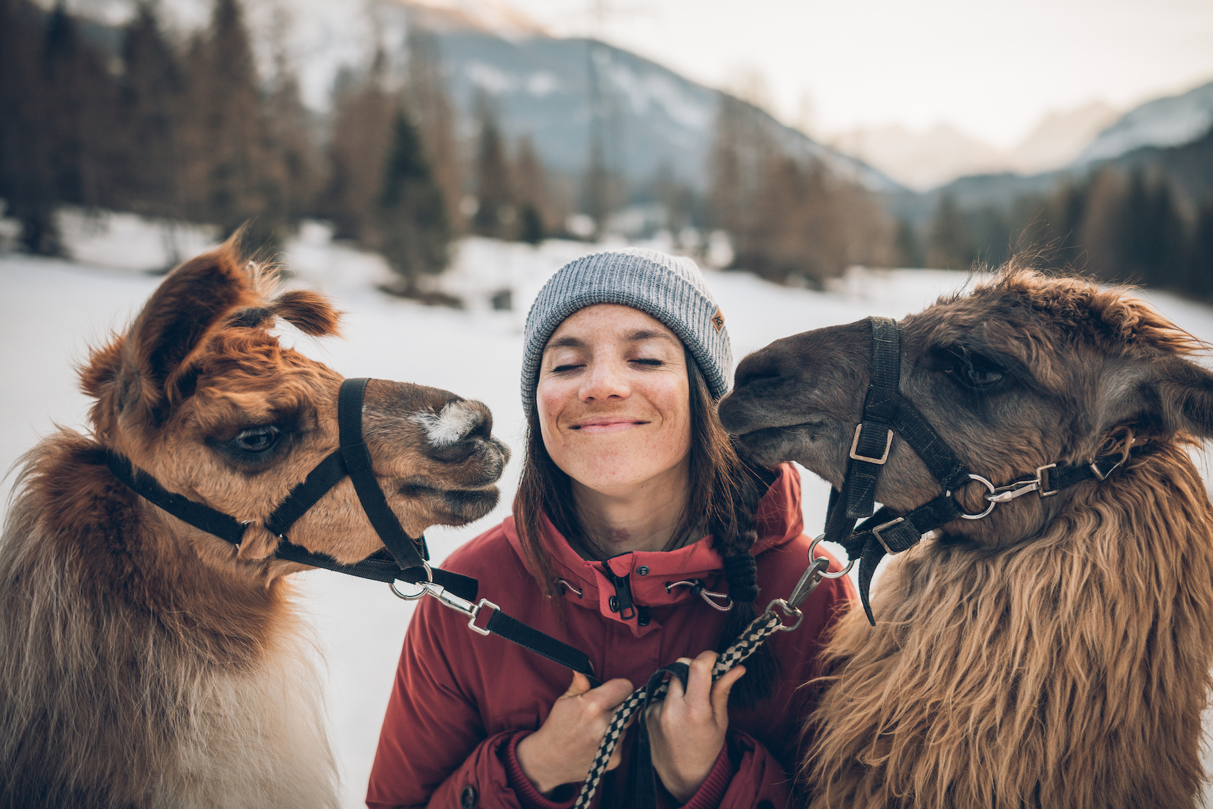 Frau wird von zwei Lamas beschnuppert