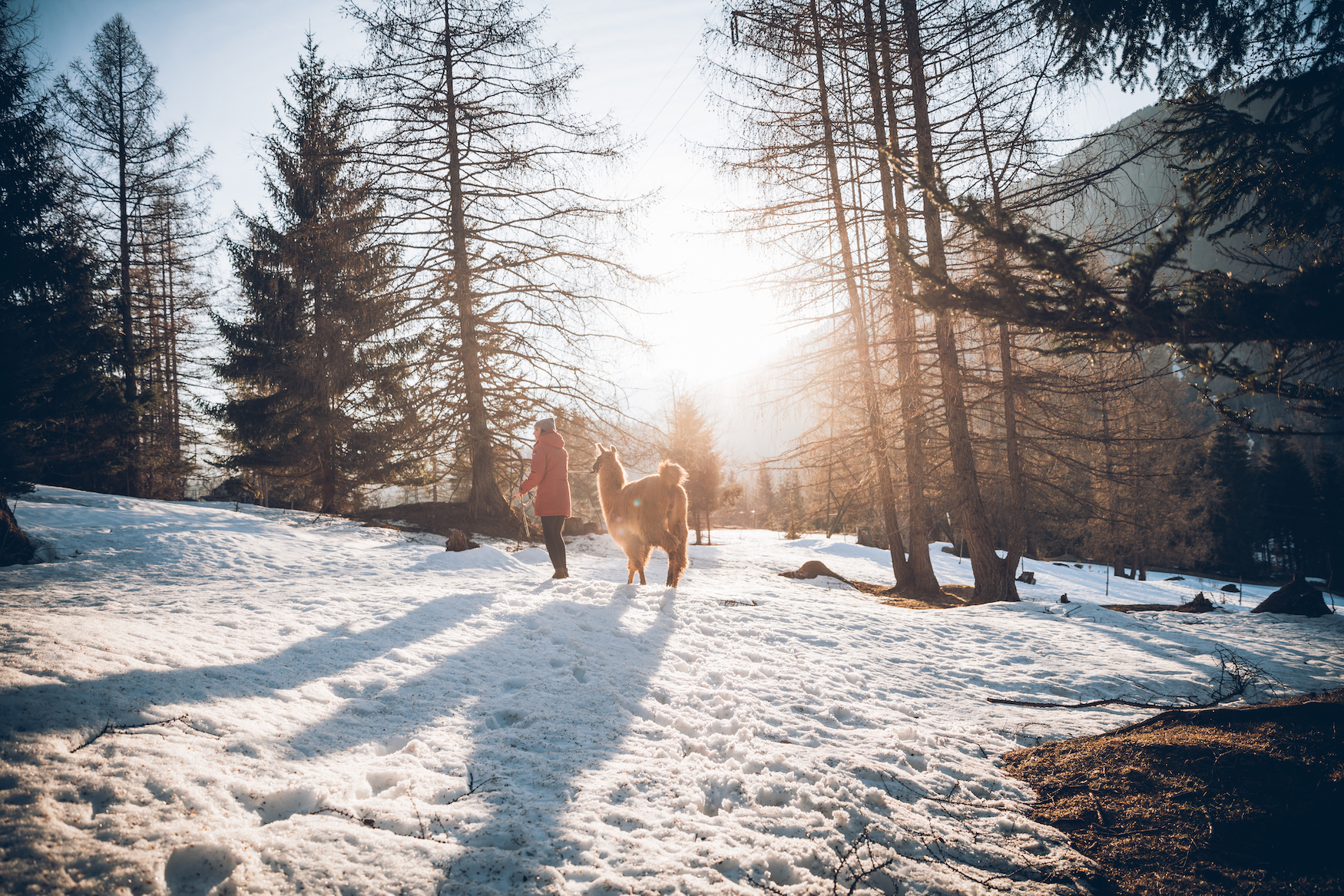 Lamawanderung abseits der Pfade im verschneiten Winter