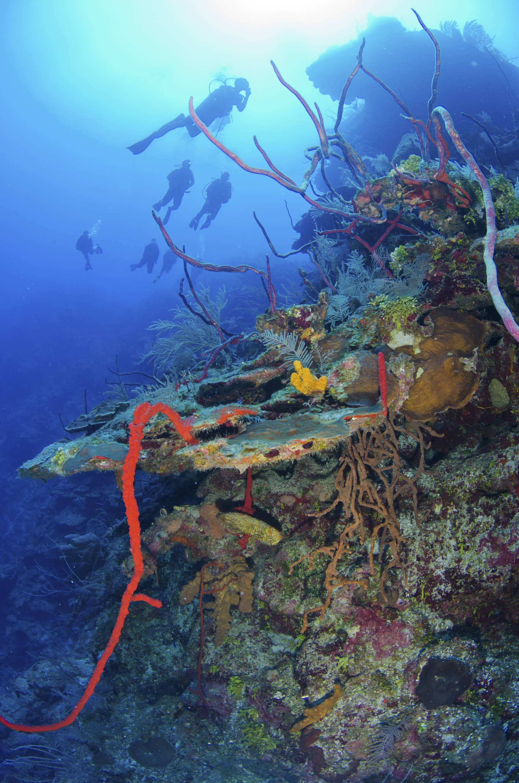 Bloody Bay Wall, einer der tiefsten Punkte der Karibik