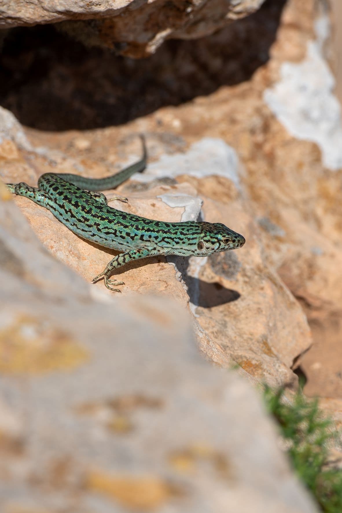 Eidechse auf Formentera (podarcis pitiusensis)