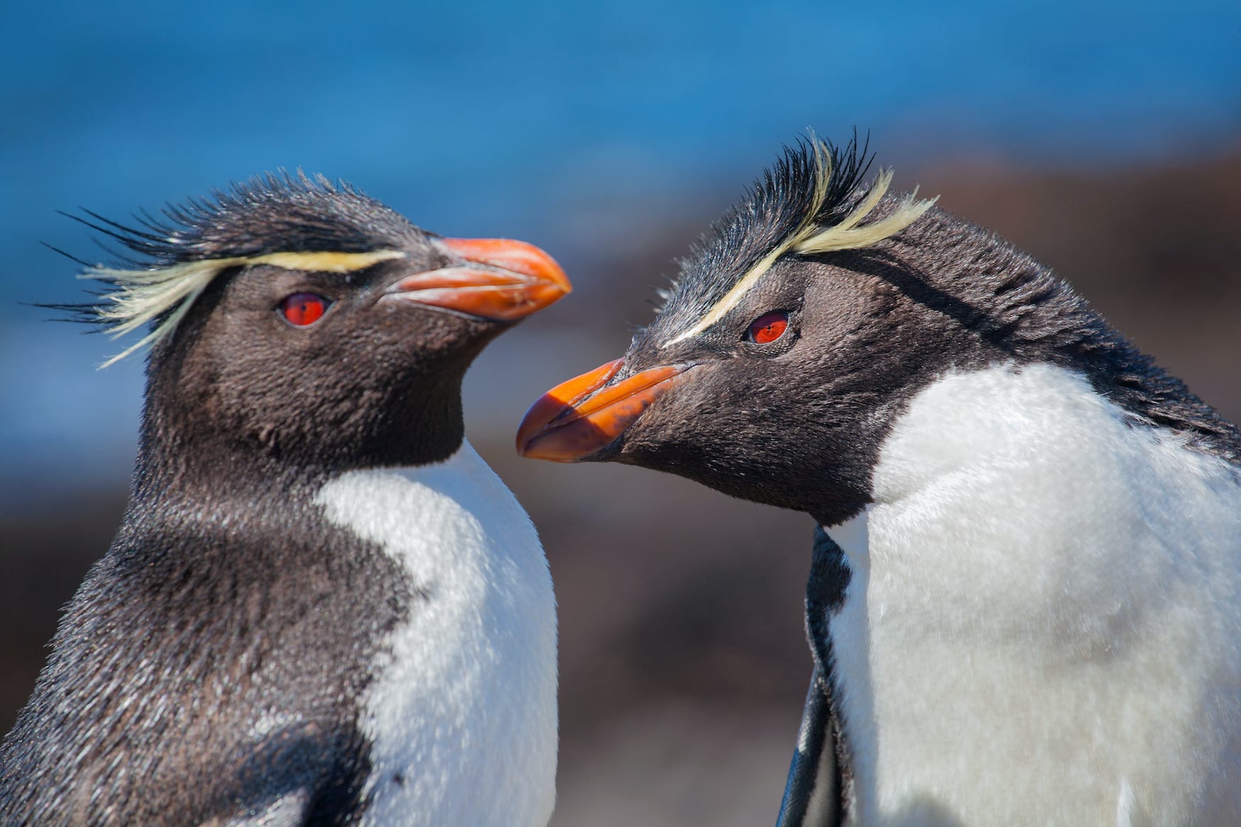 Felsenpinguine auf den Falkland Inseln