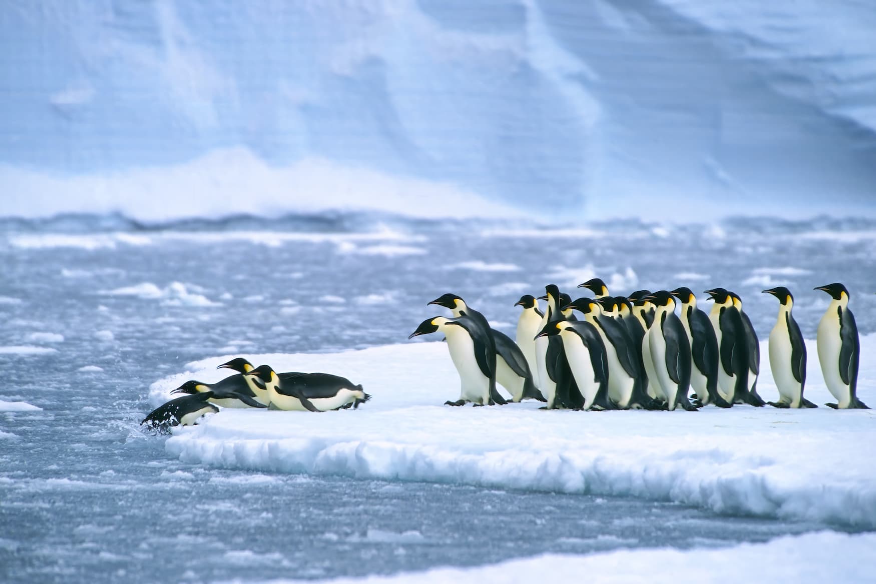 Kaiserpinguine in der Antarktis
