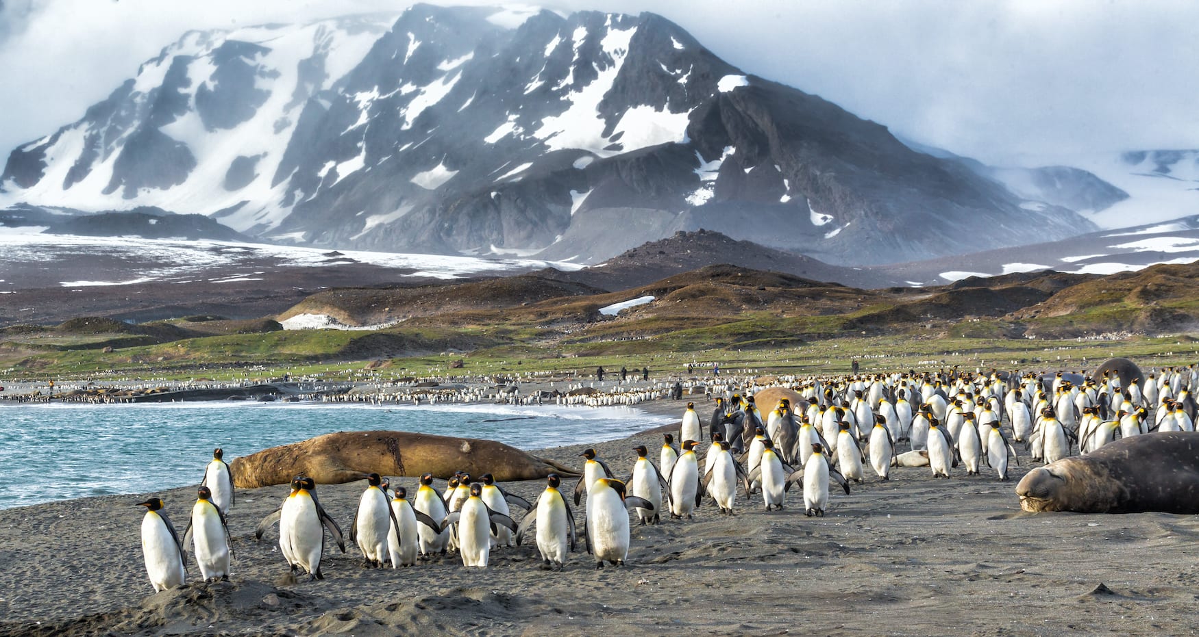 Königspinguine in Patagonien