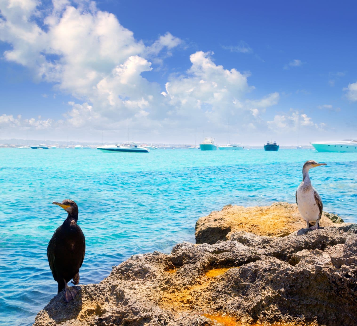 Kormoranvogel auf Formentera-Felsen