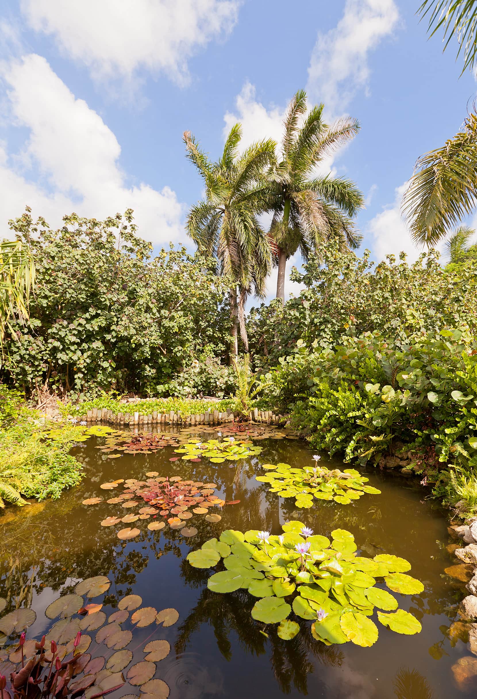 Tropischer See in Queen Elizabeth II Botanic Park