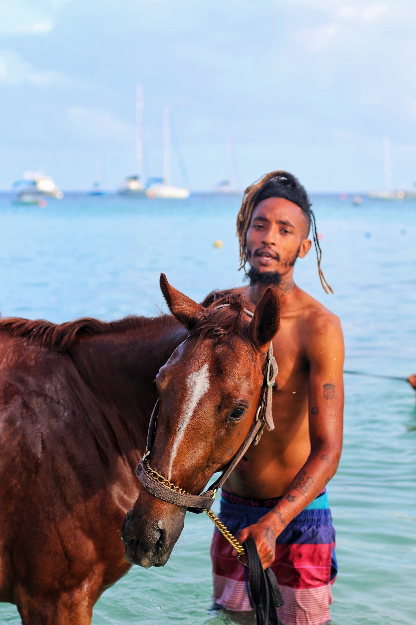 Pferde am Strand auf Barbados