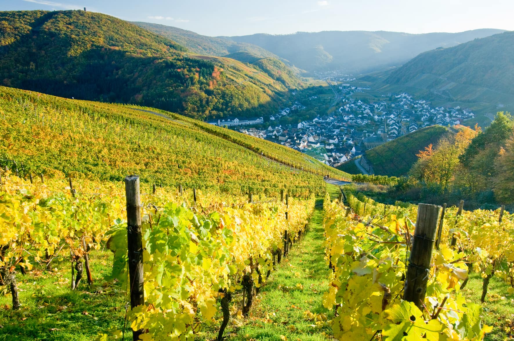 Blick über Weinhänge ins Ahrtal