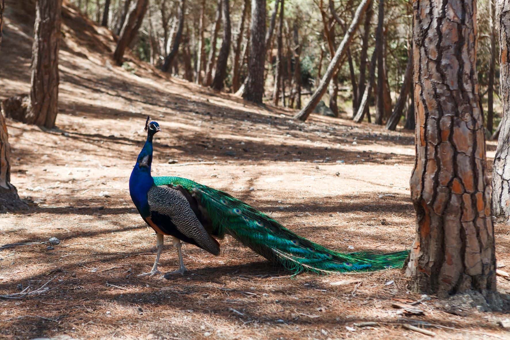 Pfau im Plaka-Wald auf Kos 