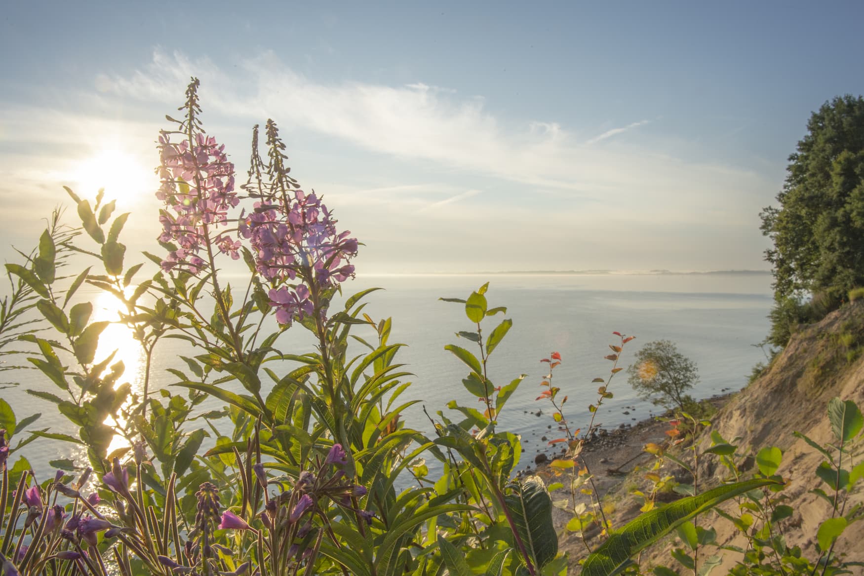 Wildblumenwiesen, oberhalb der Klippen des Brodtener Steilufers